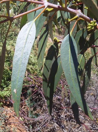 Eucalyptus stricklandii, photographed by insiderelic