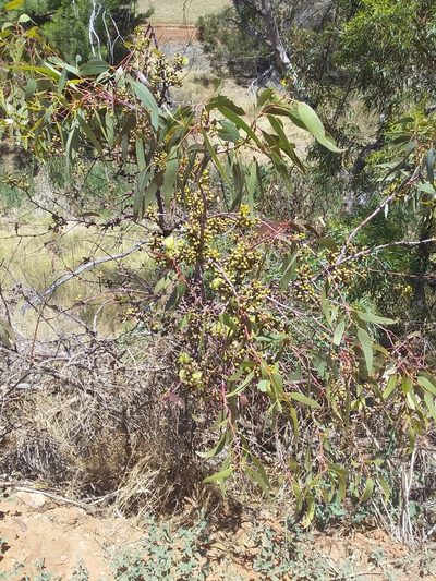 Eucalyptus stricklandii, photographed by insiderelic