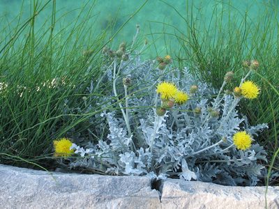Centaurea ragusina, photographed by Flora_DUMO