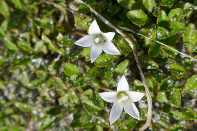 Wahlenbergia congesta, photographed by Matt Scott