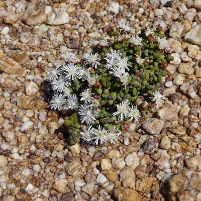 Drosanthemopsis diversifolia, photographed by Peter Warren