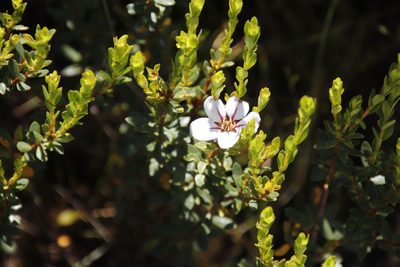 Adenandra villosa, photographed by Tony Rebelo