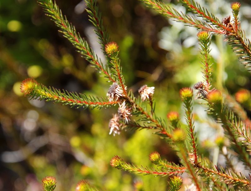 Staavia glutinosa, photographed by Tony Rebelo