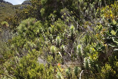 Osmitopsis asteriscoides, photographed by Tony Rebelo