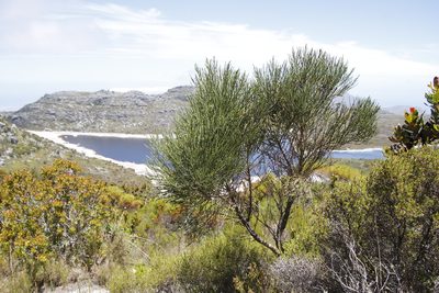 Psoralea congesta, photographed by Tony Rebelo