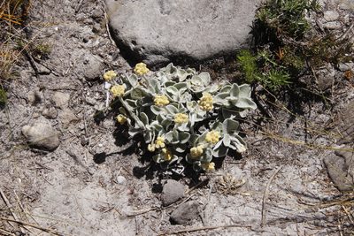 Helichrysum grandiflorum, photographed by Tony Rebelo