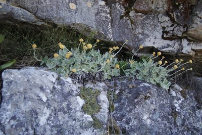 Helichrysum grandiflorum, photographed by Tony Rebelo