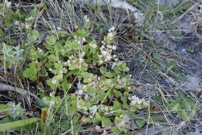 Crassula pellucida, photographed by Tony Rebelo
