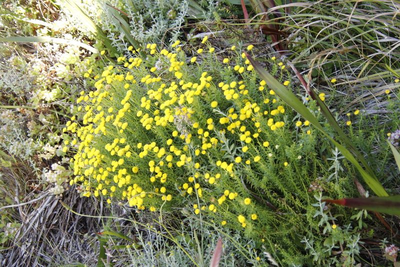 Chrysocoma coma-aurea, photographed by Tony Rebelo