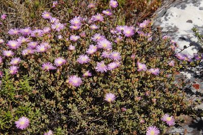 Lampranthus falciformis, photographed by Tony Rebelo