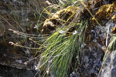 Trachyandra tabularis, photographed by Tony Rebelo