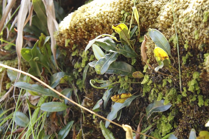 Elaphoglossum conforme, photographed by Tony Rebelo