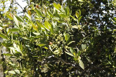 Elaeodendron schinoides, photographed by Tony Rebelo