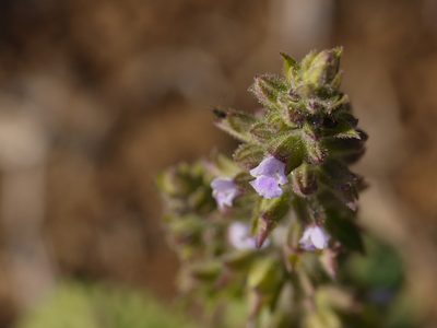 Salvia plebeia, photographed by Dinesh Valke