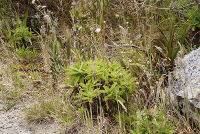 Scabiosa africana, photographed by Tony Rebelo