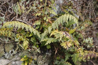 Asplenium aethiopicum, photographed by Tony Rebelo