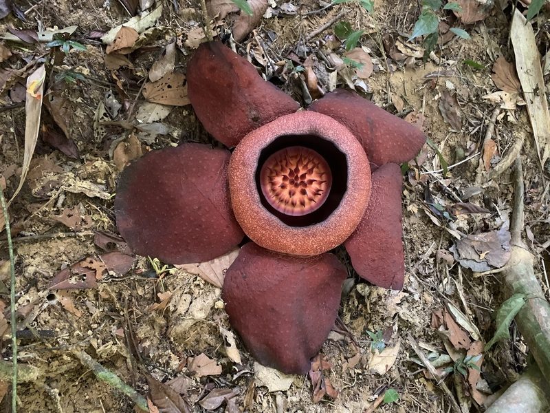 Rafflesia kerrii, photographed by Apichart Songsangchun