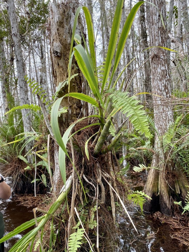 Cyrtopodium punctatum, photographed by John William Bailly