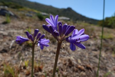 Agapanthus africanus, photographed by Diana Studer