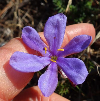 Aristea juncifolia, photographed by Diana Studer
