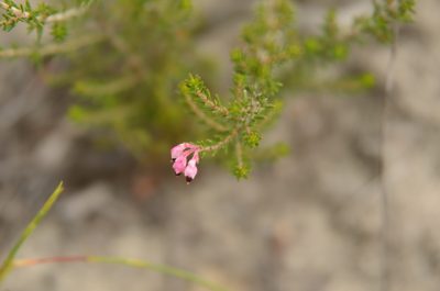 Erica placentiflora, photographed by Charleen Brunke