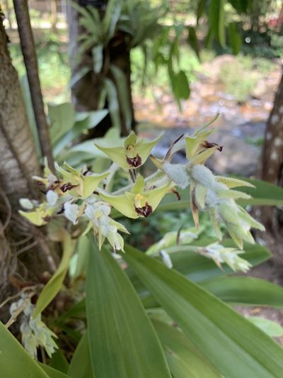 Dendrolirium lasiopetalum, photographed by Apichart Songsangchun