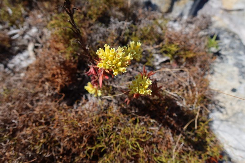 Crassula flava, photographed by Diana Studer