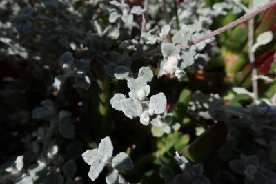 Helichrysum patulum, photographed by Diana Studer