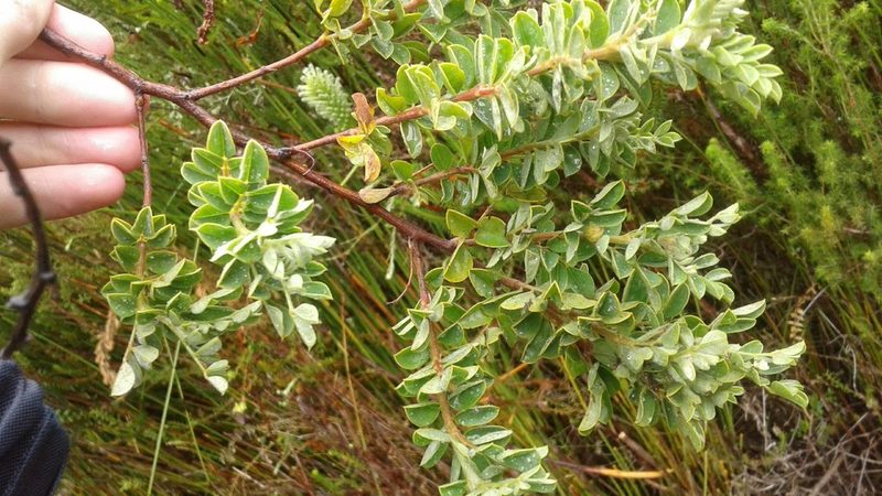 Indigofera superba, photographed by Jeremy Gilmore