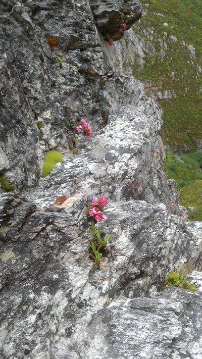 Penaea rupestris, photographed by Jeremy Gilmore