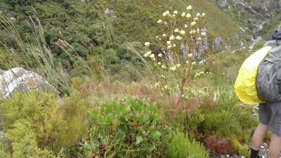 Aulax umbellata, photographed by Jeremy Gilmore