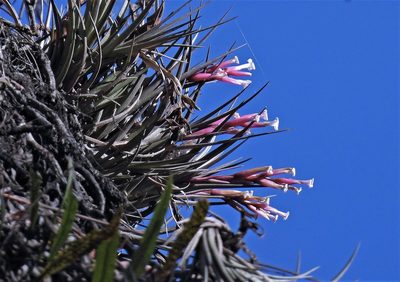 Tillandsia tenuifolia, photographed by Hugo Hulsberg