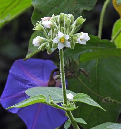 Solanum abutiloides, photographed by Hugo Hulsberg