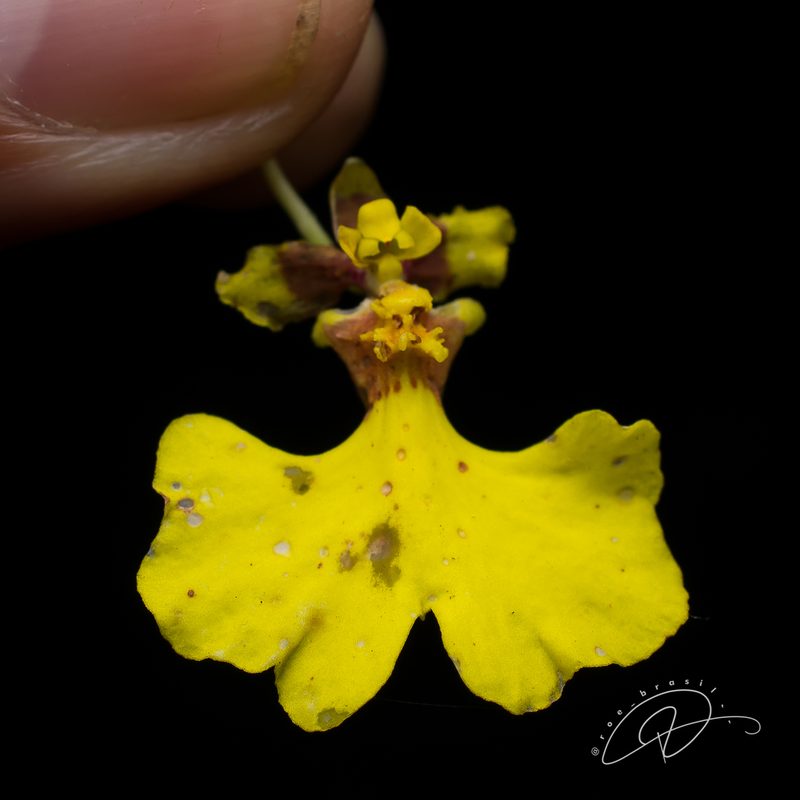 Gomesa flexuosa, photographed by Reinaldo de Oliveira Elias