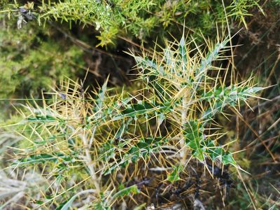 Ptilostemon hispanicus, photographed by Thor-Rune Hansen