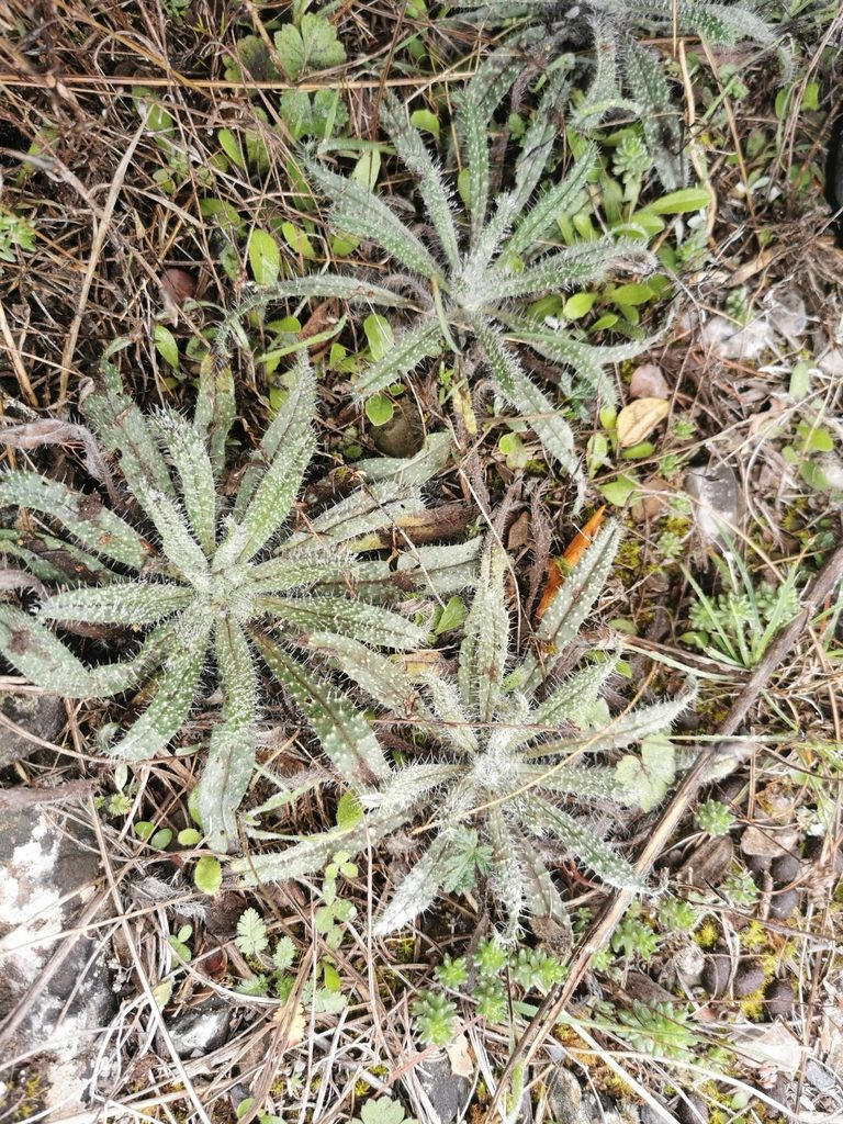 Echium albicans, photographed by Thor-Rune Hansen