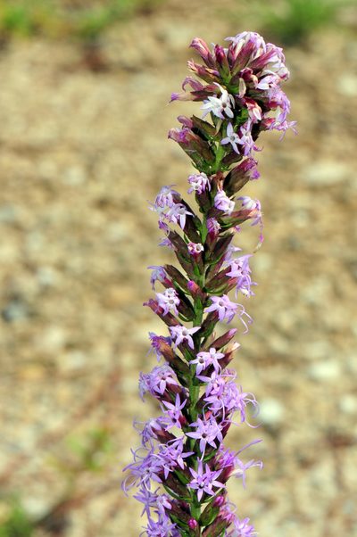 Liatris provincialis, photographed by Tom Kennedy