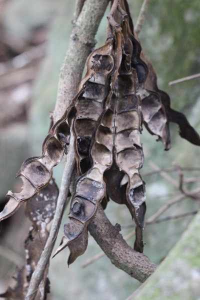 Mucuna birdwoodiana, photographed by Agnes Trekker