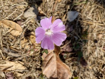Anoda cristata, photographed by Robert Martin