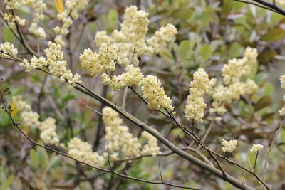 Litsea cubeba, photographed by Agnes Trekker