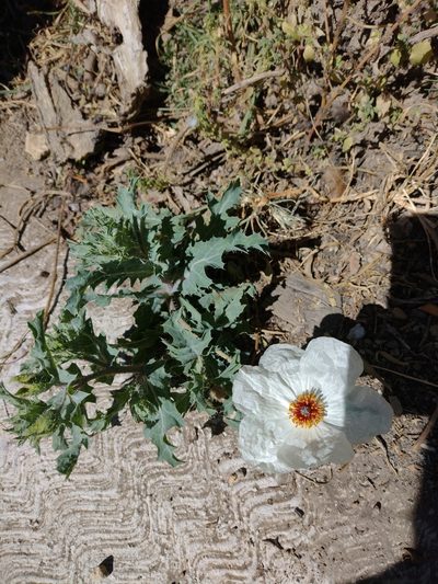 Argemone platyceras, photographed by Robert Martin