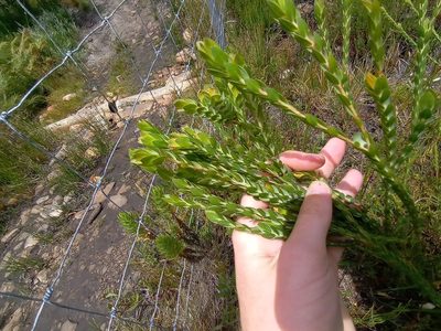Gnidia oppositifolia, photographed by Jeremy Gilmore