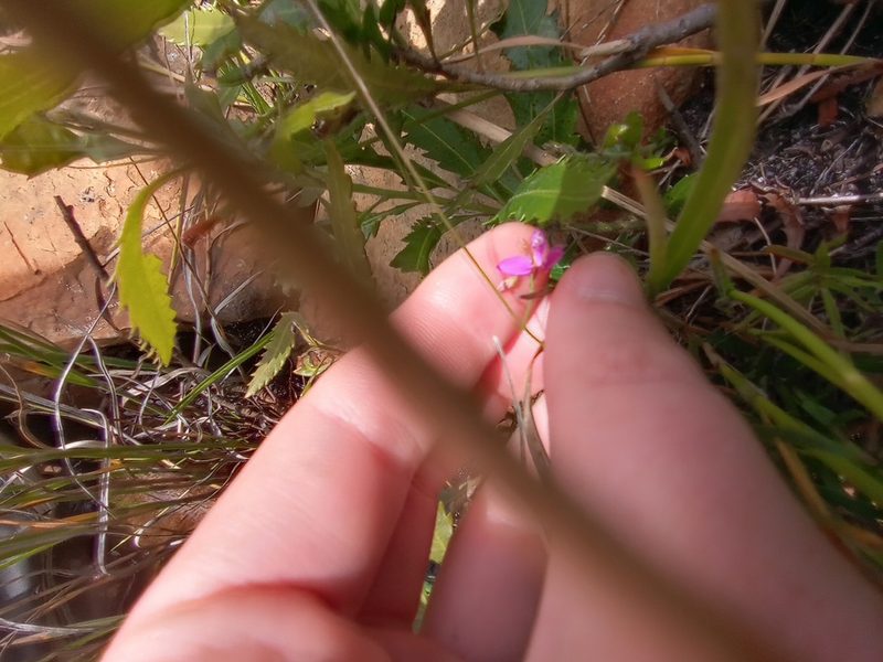 Polygala nematocaulis, photographed by Jeremy Gilmore