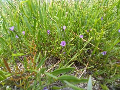 Psoralea laxa, photographed by Jeremy Gilmore