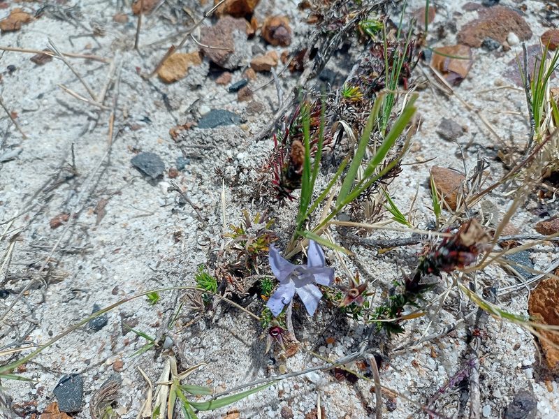 Roella prostrata, photographed by Jeremy Gilmore