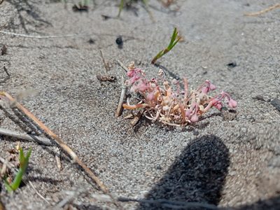 Kewa arenicola, photographed by Jeremy Gilmore