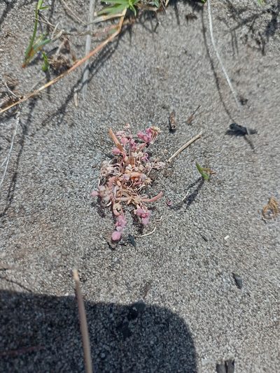 Kewa arenicola, photographed by Jeremy Gilmore