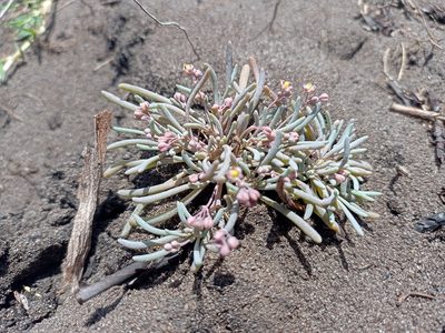 Kewa arenicola, photographed by Jeremy Gilmore