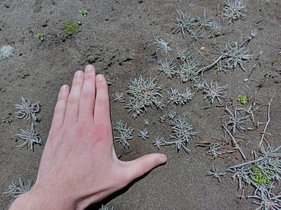 Kewa arenicola, photographed by Jeremy Gilmore