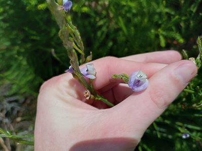 Psoralea aphylla, photographed by Jeremy Gilmore